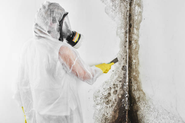 Best Professional Mold Removal  in Clifton Springs, NY