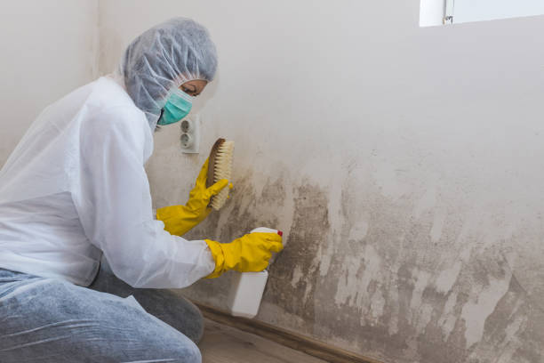 Best Mold Cleaning Services  in Clifton Springs, NY