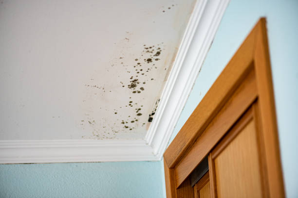 Best Local Mold Removal Service  in Clifton Springs, NY