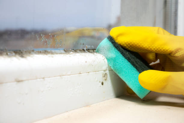 Best Mold Testing  in Clifton Springs, NY