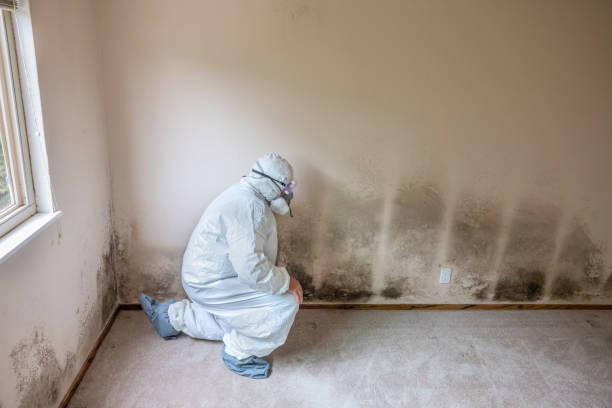 Home Mold Removal in Clifton Springs, NY