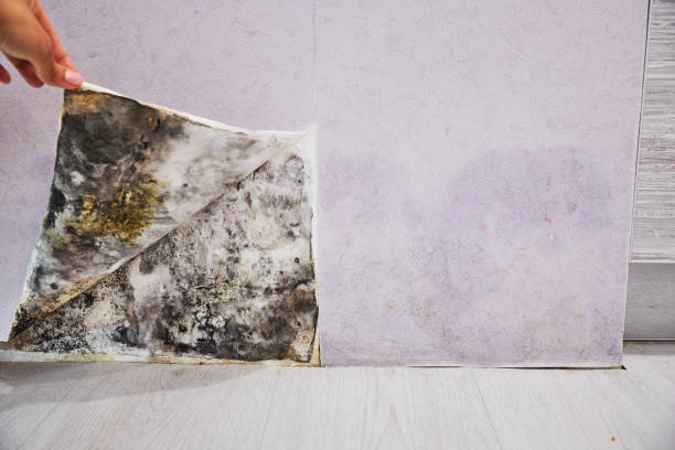 Best Mold Remediation Services  in Clifton Springs, NY